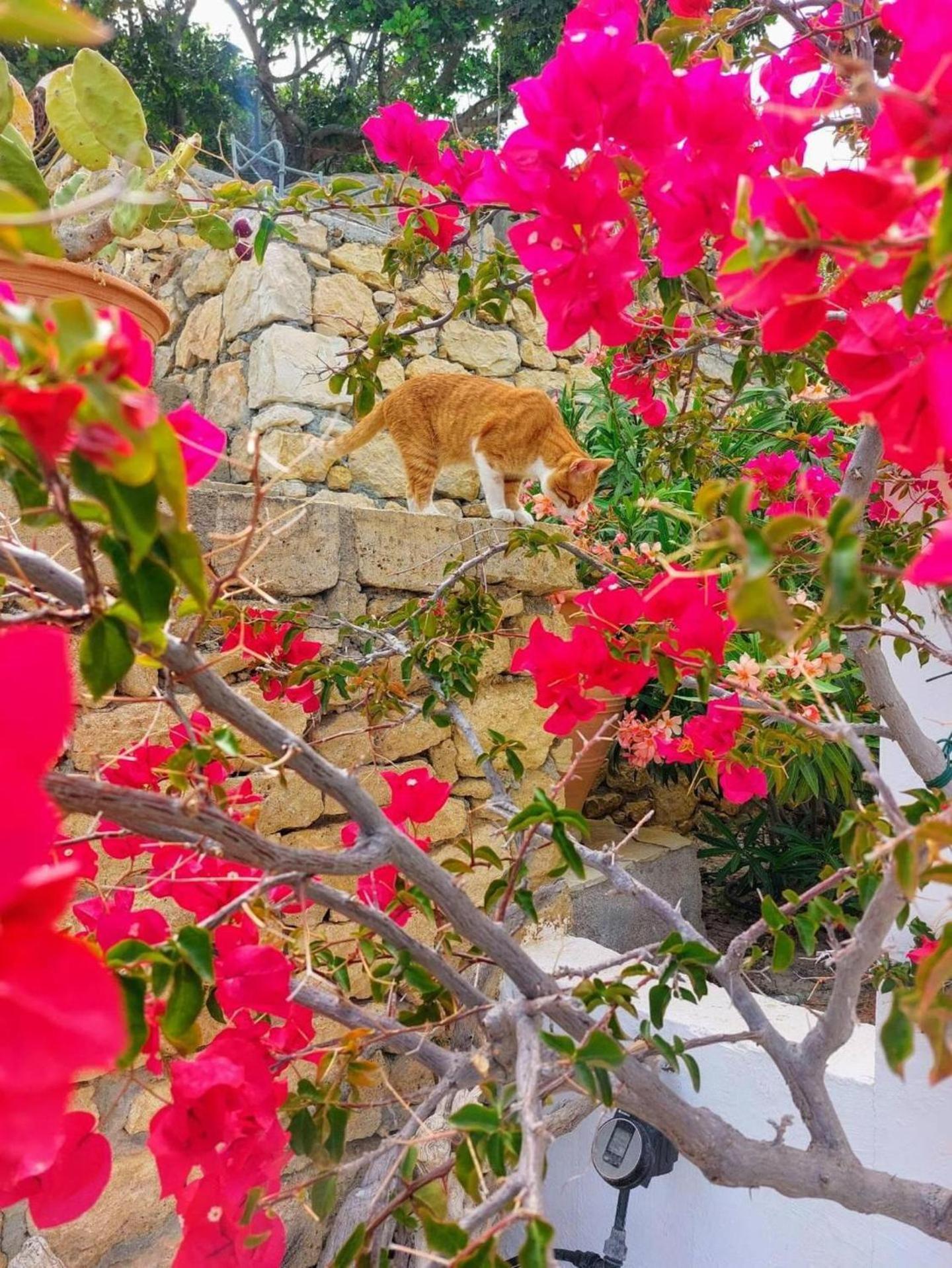 Tranquil Villa With Sea View In Ammopi Karpathos Amoopi Exterior foto